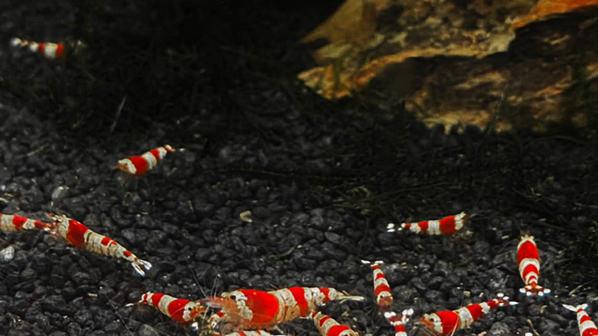 Matériel d’emballage et d’expédition pour crevettes d’aquarium vivantes